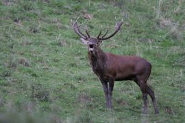 Cerf élaphe