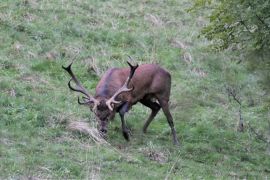 Cerf élaphe