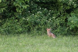 Renard roux