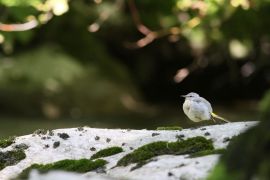 Bergeronnette des ruisseaux