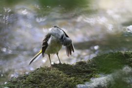 Bergeronnette des ruisseaux