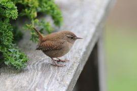 Troglodyte mignon