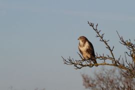 Buse variable