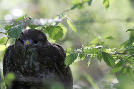 Buse variable