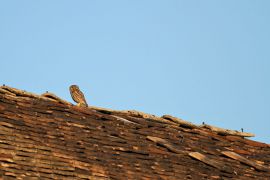 Chevêche d'Athéna