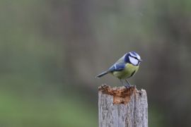 Mésange bleue