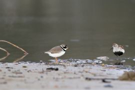 Bécasseau variable et Grand Gravelot