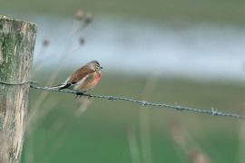 Linotte mélodieuse