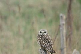 Hibou des marais