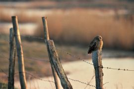 Hibou des marais