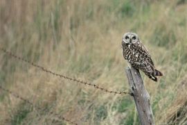 Hibou des marais