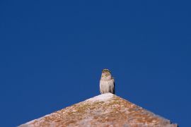 Moineau soulcie