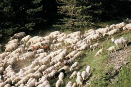 stephane-corcelle-premier-jour-de-balade-rencontre-avec-les-moutons.JPG