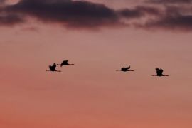 Grues cendrées à l'aube