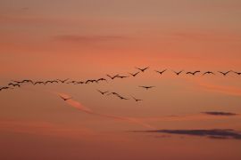 Grues cendrées à l'aube