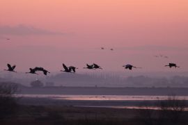 Grues cendrées à l'aube