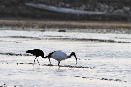 Ibis sacré et fascinelle