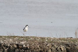 Avocette élégante