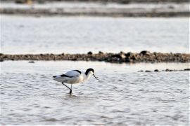 Avocette élégante