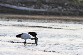 Ibis sacré et fascinelle