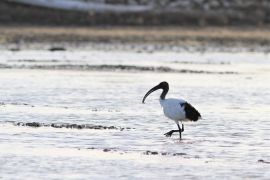 Ibis sacré