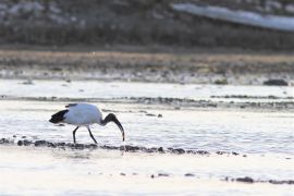 Ibis sacré