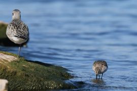 Pluvier argenté et Bécasseau variable