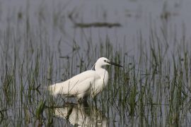 Aigrette garzette