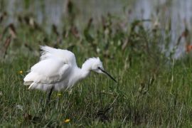 Aigrette garzette