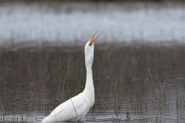 Grande aigrette