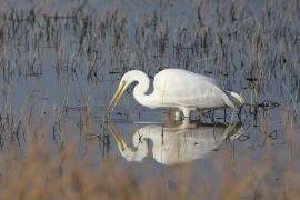 Grande aigrette