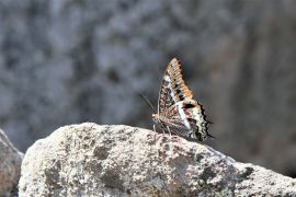 Papillon Charaxes jasius