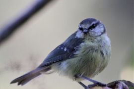 Mésange bleue