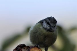 Mésange bleue