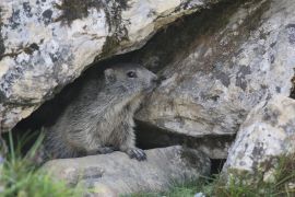 Marmotte