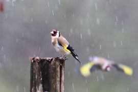 Chardonneret élégant