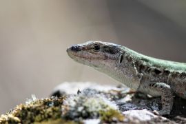 Lézard des ruines