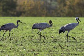 Grues cendrées