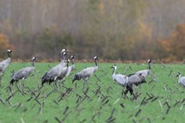 Grues cendrées