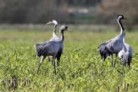 Grues cendrées