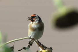 Chardonneret élégant