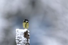 Mésange charbonnière