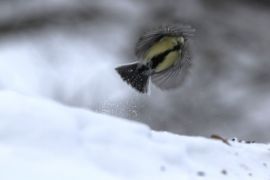 Mésange charbonnière