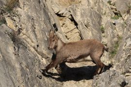 Bouquetin des Alpes