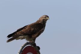 Buse variable