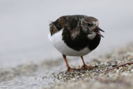 Tournepierre à collier