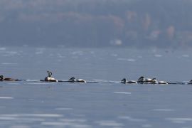 Eiders à duvet