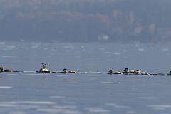 Eiders à duvet