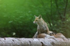 Renard roux