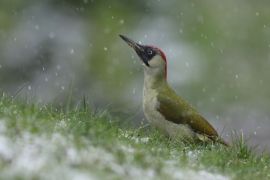 Pic vert